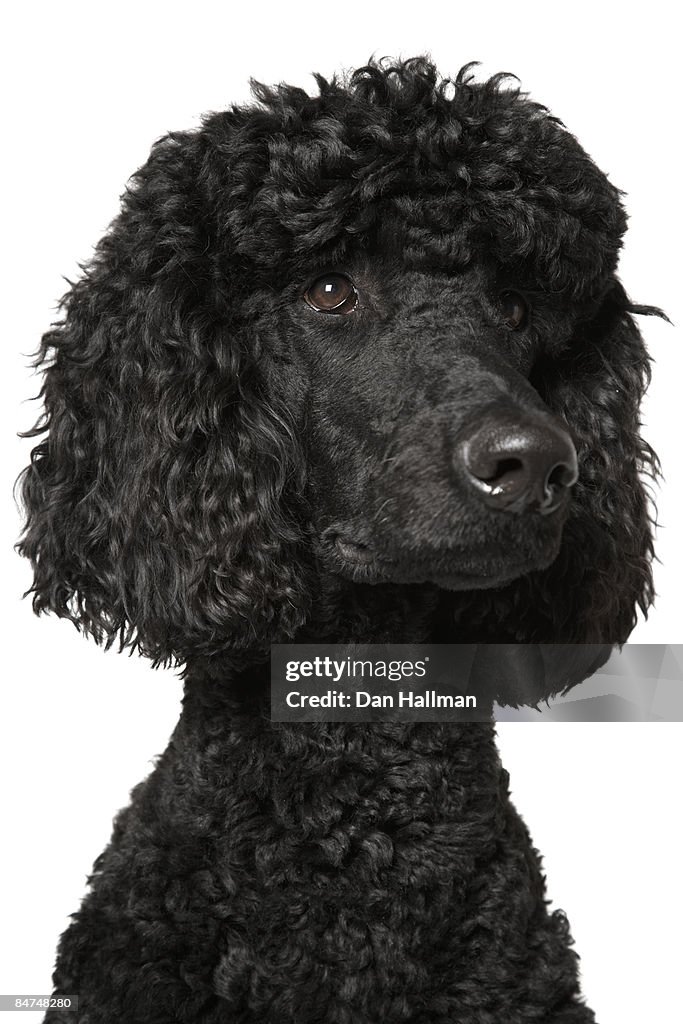 Black Standard Poodle