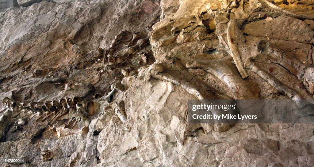 One section of the Wall of Bones, Dinosaur National Monument