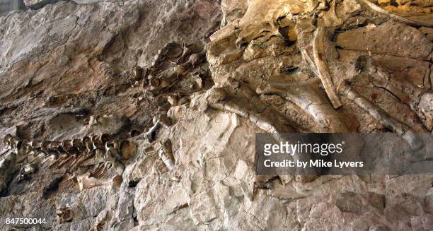 one section of the wall of bones, dinosaur national monument - palaeontology 個照片及圖片檔