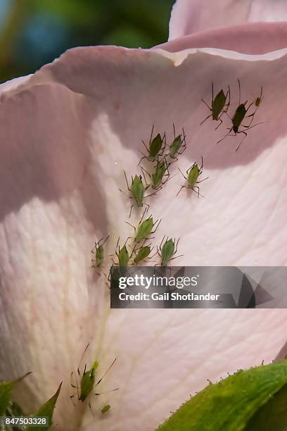 aphids in line on the rose - aphid stockfoto's en -beelden