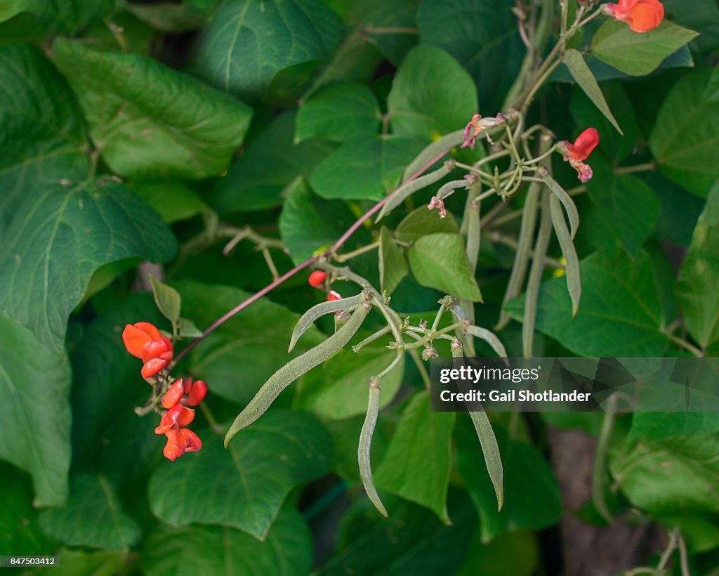Scarlet Runner Beans growing on the Vine