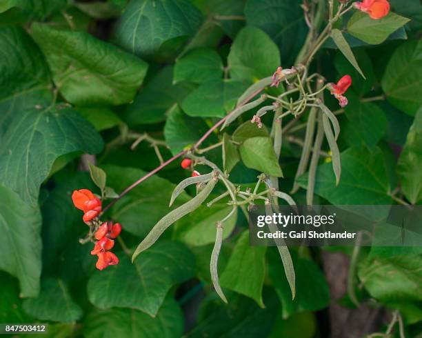 scarlet runner beans growing on the vine - vine plant imagens e fotografias de stock