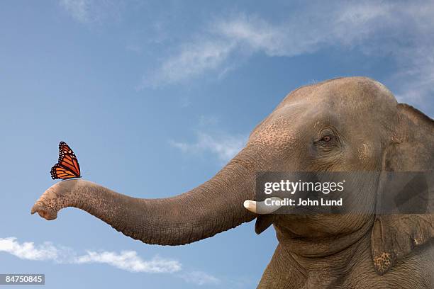 elephant contemplates the butterfly - elephant head fotografías e imágenes de stock