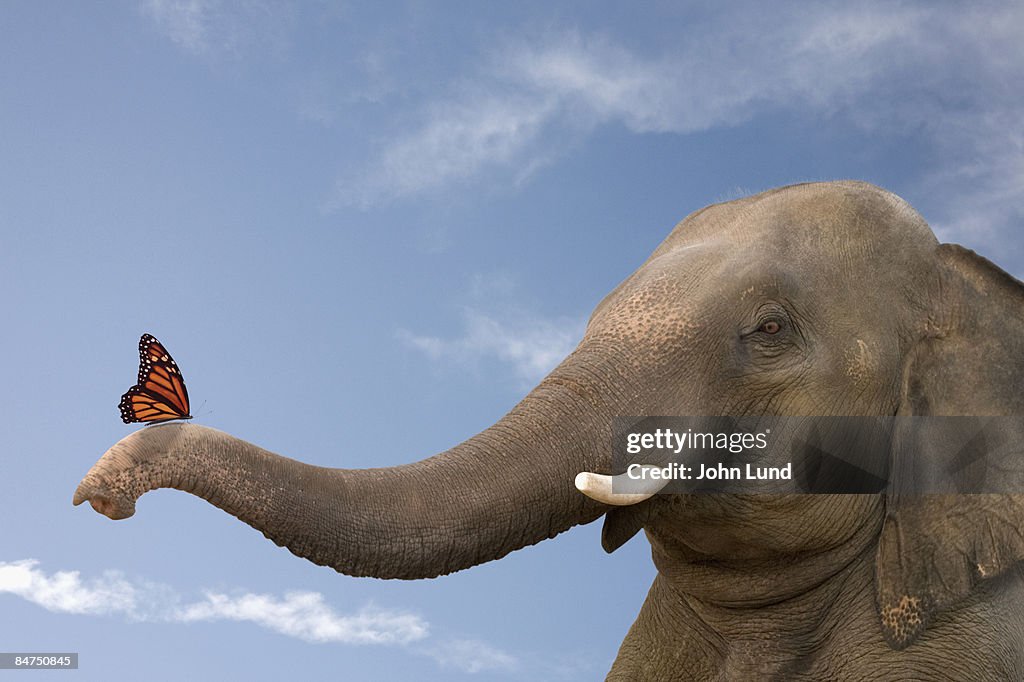 Elephant Contemplates the Butterfly