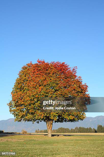 autumn tree - white ash foto e immagini stock