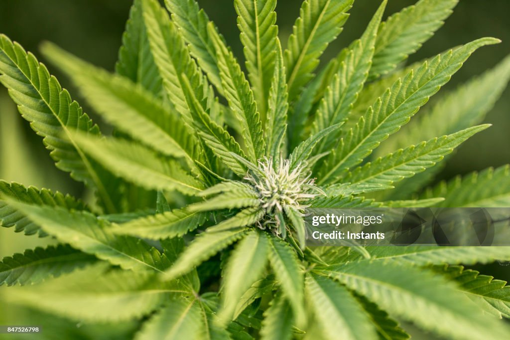 Close-up of a marijuana plant, also called pot or cannabis among other names, which is used as an alternative medicine by some people with chronic illnesses.