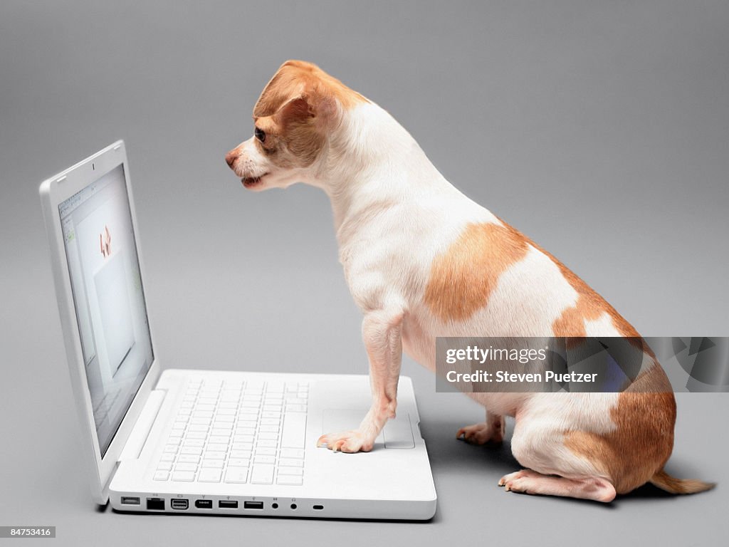 Chihuahua working on laptop computer