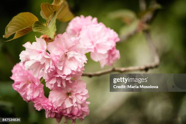 pink cherry blossom - prunus kanzan stock pictures, royalty-free photos & images