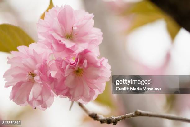 pink cherry blossom - prunus kanzan stock pictures, royalty-free photos & images