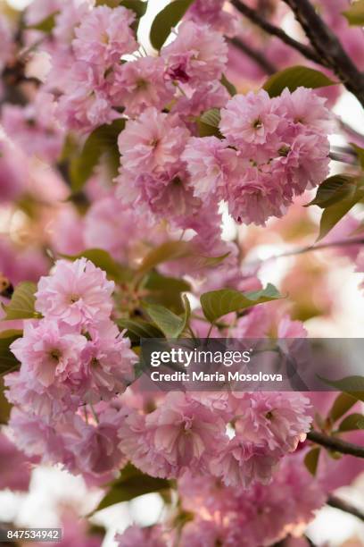 pink cherry blossom - prunus kanzan stock pictures, royalty-free photos & images