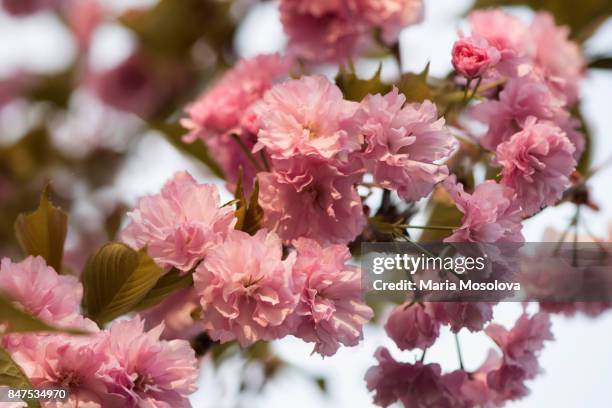 pink cherry blossom - prunus kanzan stock pictures, royalty-free photos & images