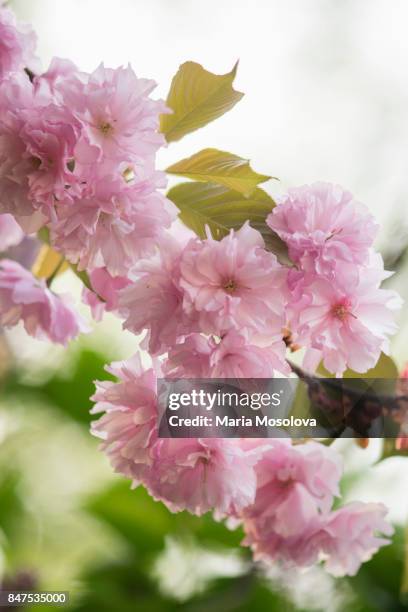 pink cherry blossom - prunus kanzan stock pictures, royalty-free photos & images