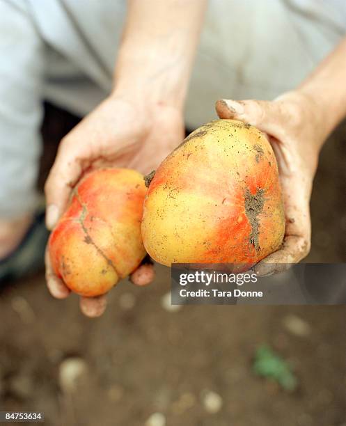 woman holding heirloom tomatoes - donne mature - fotografias e filmes do acervo