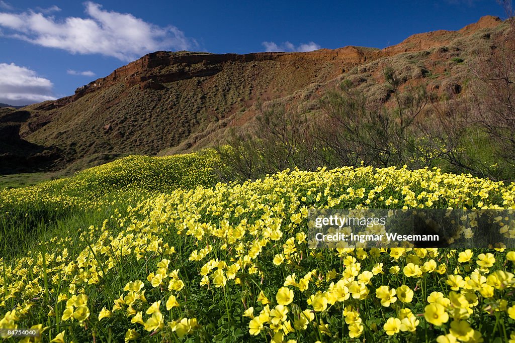 Blooming medows on madeira