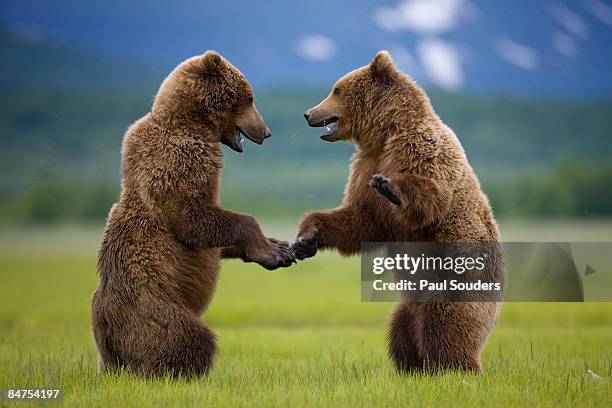 grizzly bears, katmai national park, alaska - bear attacking stock-fotos und bilder
