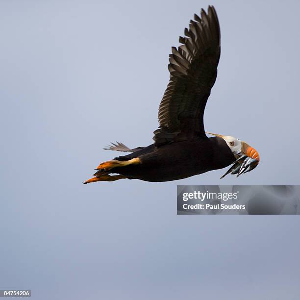 tufted puffin, katmai national park, alaska - tufted puffin stock pictures, royalty-free photos & images
