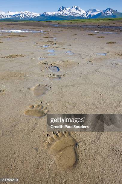 brown bear tracks, katmai national park, alaska - bear tracks bildbanksfoton och bilder