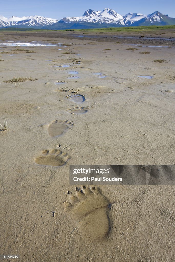 Brown Bear Tracks, Katmai National Park, Alaska