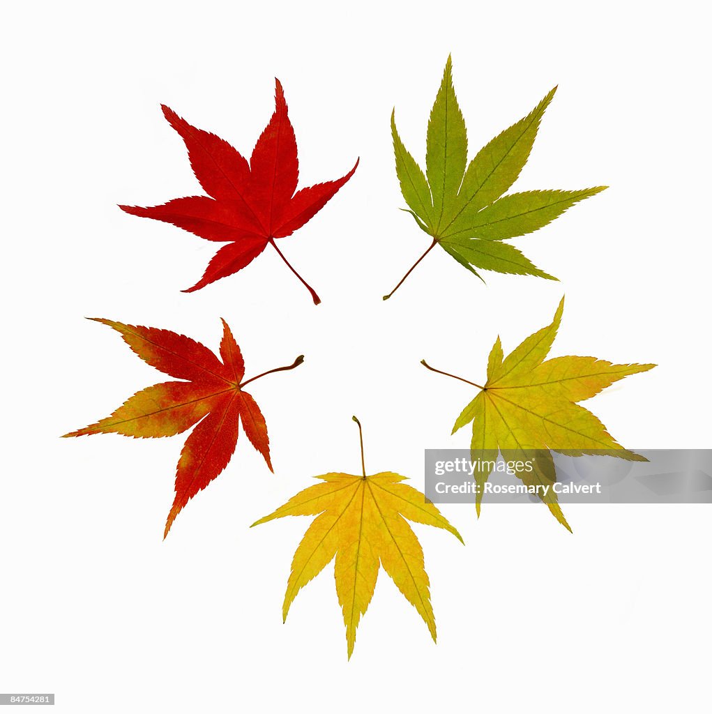 Autumnal maple leaves arranged to create a circle.