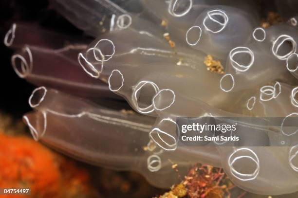 sea squirt (clavelina lepardiformis), close-up - sea squirt stock pictures, royalty-free photos & images