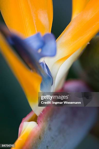 bird of paradise flower - madeira flowers stock-fotos und bilder