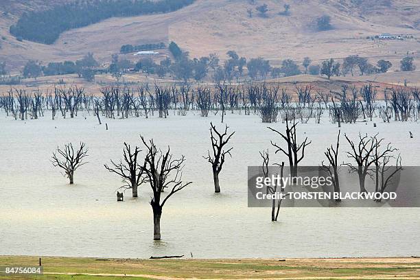 Lake Hume, straddling the Victorian/New South Wales border, exposes once submerged trees after the dramatic drop in water level caused by a decade of...