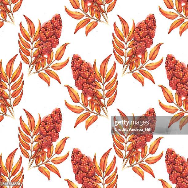 Sumac Drawing Red Sumac Leaves Photos and Premium High Res Pictures - Getty Images