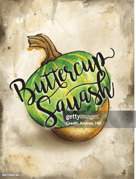 buttercup squash painted in watercolor on rustic brown background. vector eps10 - ranunculus stock illustrations