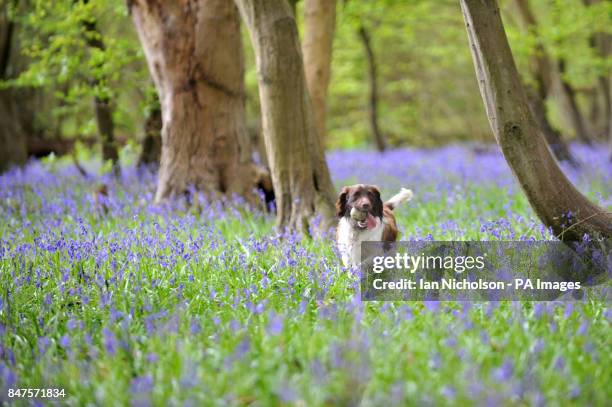Tilly Hutton 291 Hutton Essex Photos & High Res Pictures - Getty Images