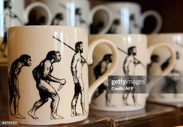 Mugs depicting evolution of man are pictured at British naturalist Charles Darwin's home, Down House, in Bromley, Kent, on February 12, 2009. Darwin...