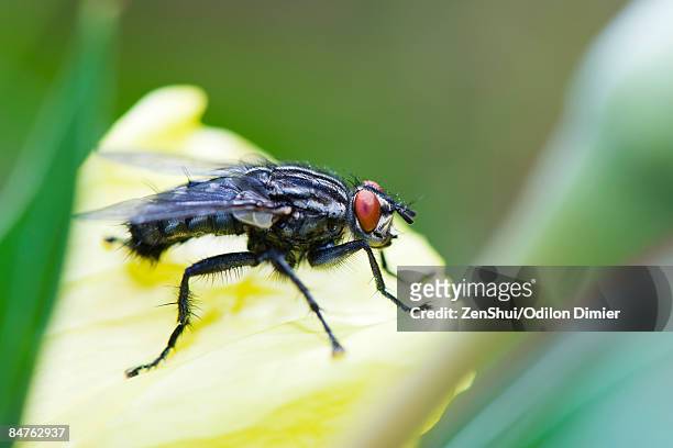 flesh fly on yellow flower - mosca de la carne fotografías e imágenes de stock