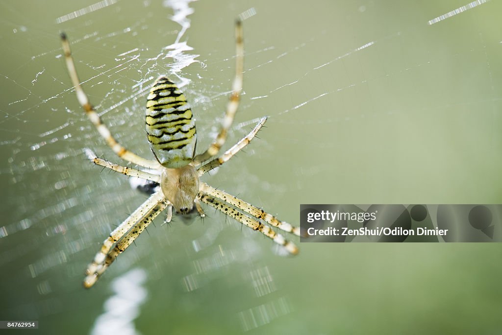 Yellow Garden Spider (argiope aurantia) consuming prey caught in its web