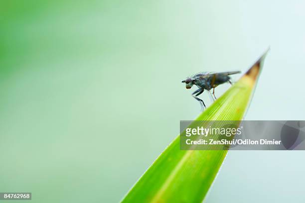 flesh fly (sarcophaga) perched at pointed tip of leaf - mosca de la carne fotografías e imágenes de stock