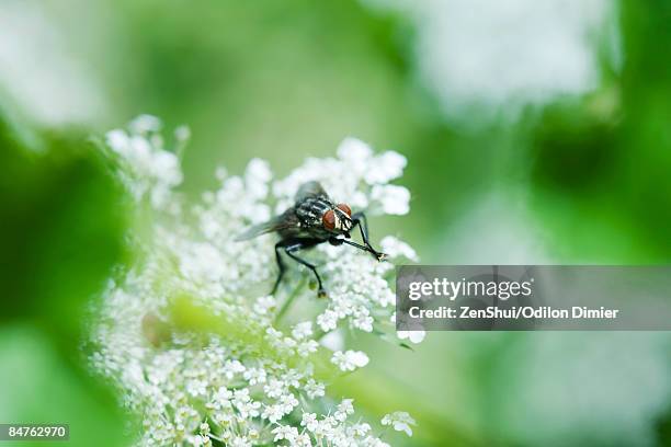 flesh fly (sarcophaga) on white flowers - mosca de la carne fotografías e imágenes de stock