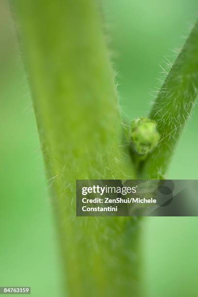Plantnode 451 Plant Nodes Stock Photos, High-Res Pictures, and Images - Getty Images