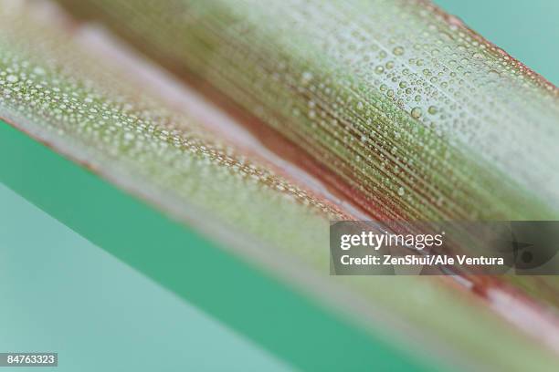 palm leaf covered in small water droplets, close-up - natale stockfoto's en -beelden