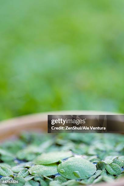 leaves floating in bowl, close-up - natale stockfoto's en -beelden