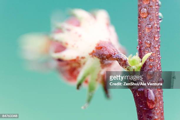 exotic tropical flower blossom on red stem, close-up - natale stockfoto's en -beelden