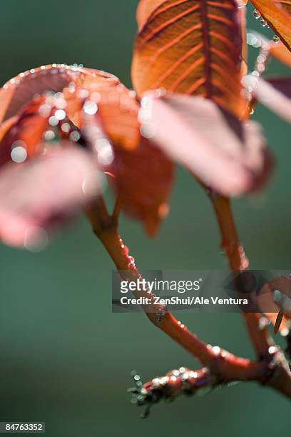 new leaves, budding branch, close-up - natale stockfoto's en -beelden