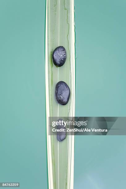 line of stones on sinking palm leaf - natale stockfoto's en -beelden