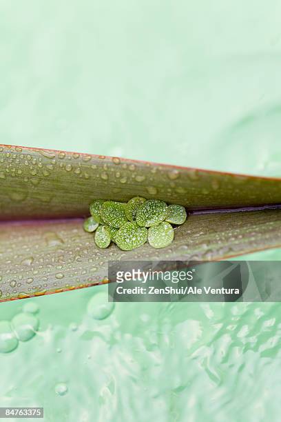 leaves on palm leaf, floating on water - natale stockfoto's en -beelden