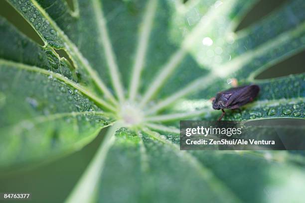 small insect crawling across dew drop laced cassava leaf - natale stockfoto's en -beelden