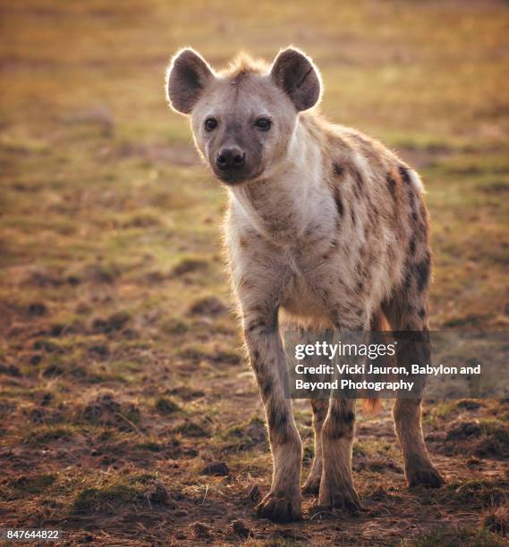 backlit portrait of a hyena in amboseli - hyena bildbanksfoton och bilder