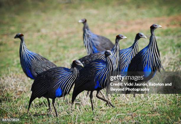 beautiful group of vulturine guinea fowl in laikipia, kenya - faraona comune foto e immagini stock