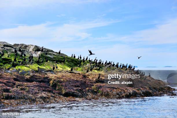 european shags, norway - finnmark county stock pictures, royalty-free photos & images