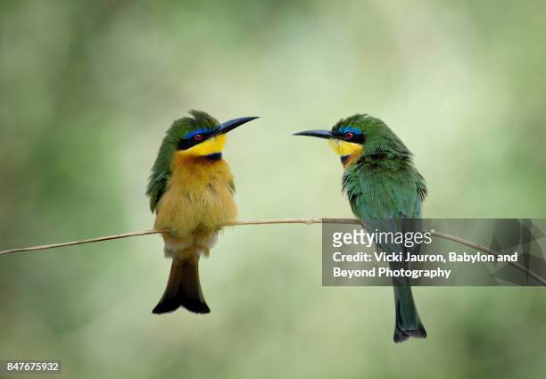 14,791 Safari Birds Photos and Premium High Res Pictures - Getty Images
