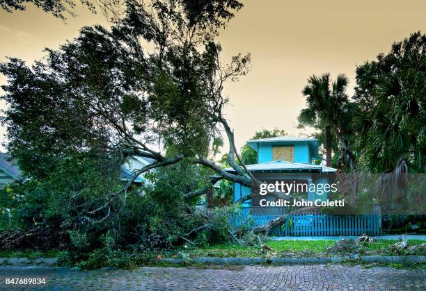 hurricane winds knock down an oak tree (hurricane irma) - hurricane fence stock pictures, royalty-free photos & images