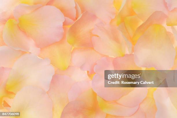 soft, peachy, fragrant rose petals filling frame. - floral frame stockfoto's en -beelden