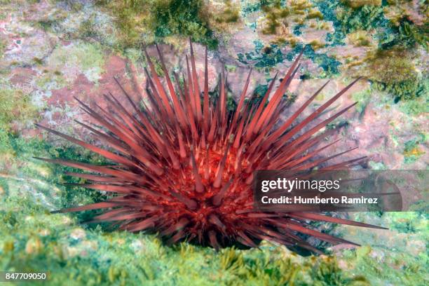 reef urchin. - erizo de mar fotografías e imágenes de stock