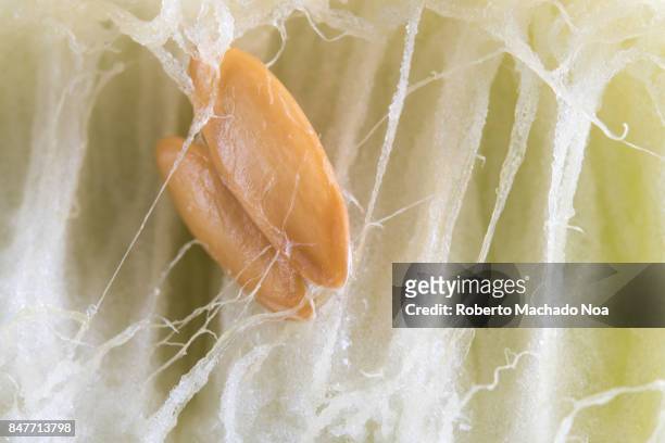 honeydew melon, macro or extreme close up of the seeds inside the fruit - honeydew melon stock pictures, royalty-free photos & images